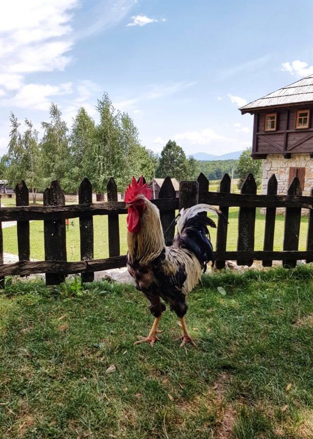 Things to do in Bihac Farm